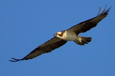 Osprey, Pandion haliaetus