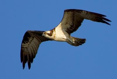 Osprey, Pandion haliaetus