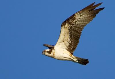 Osprey, Pandion haliaetus