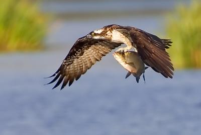 Osprey, Pandion haliaetus