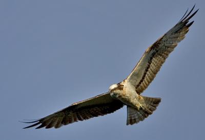 Osprey, Pandion haliaetus
