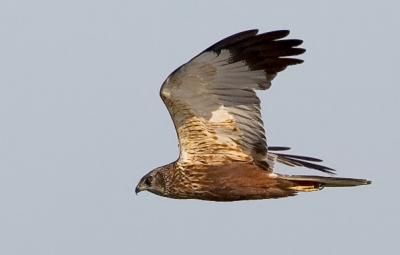 Western Marsh Harrier, Circus aeruginosus