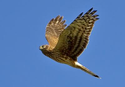 Hen Harrier, Circus cyaneus