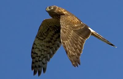 Hen Harrier, Circus cyaneus