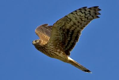 Hen Harrier, Circus cyaneus