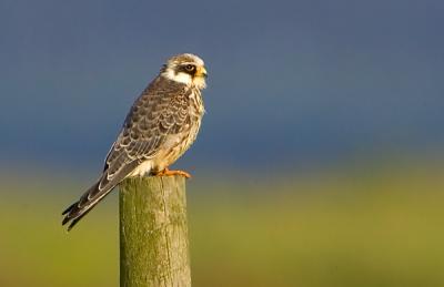 Red-footed Falcon, Falco vespertinus