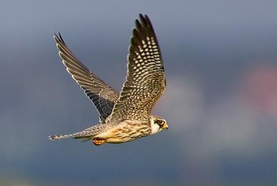 Red-footed Falcon, Falco vespertinus