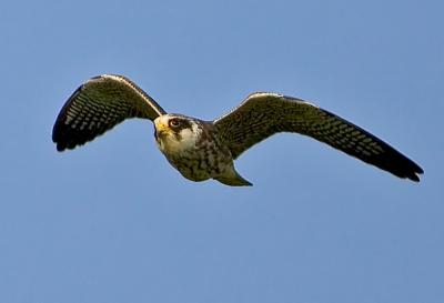 Red-footed Falcon, Falco vespertinus