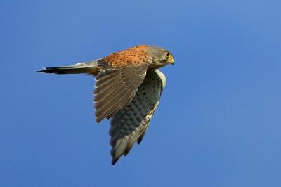 Common Kestrel, Falco tinnunculus