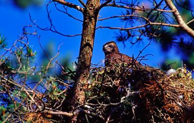 Common Buzzard in nest, Buteo buteo