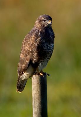 Common Buzzard, Buteo buteo