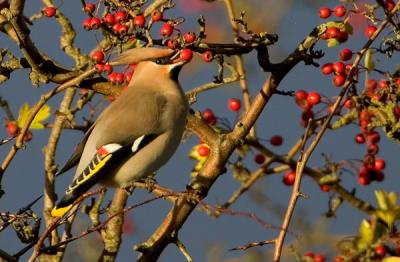 Bohemian Waxwing