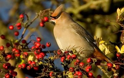 Bohemian Waxwing