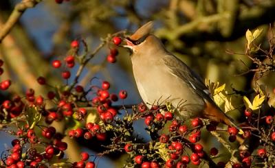 Bohemian Waxwing