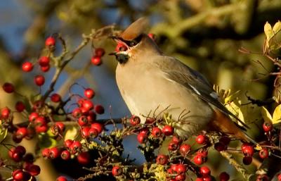 Bohemian Waxwing