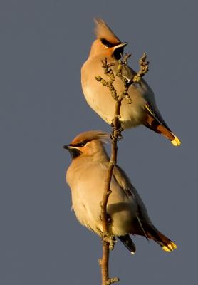 Bohemian Waxwing