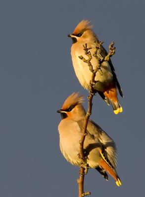 Bohemian Waxwing