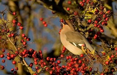 Bohemian Waxwing