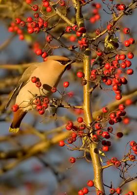 Bohemian Waxwing