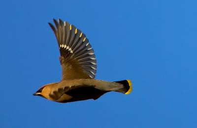 Bohemian Waxwing