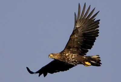 White-tailed Eagle, Haliaeetus albicilla