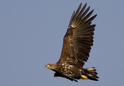 White-tailed Eagle, Haliaeetus albicilla
