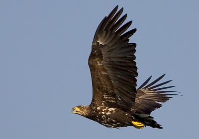 White-tailed Eagle, Haliaeetus albicilla