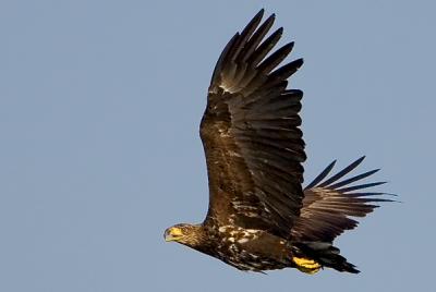 White-tailed Eagle, Haliaeetus albicilla