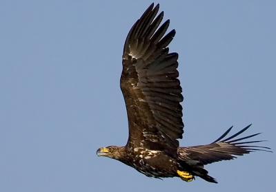 White-tailed Eagle, Haliaeetus albicilla