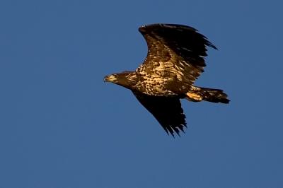 White-tailed Eagle, Haliaeetus albicilla