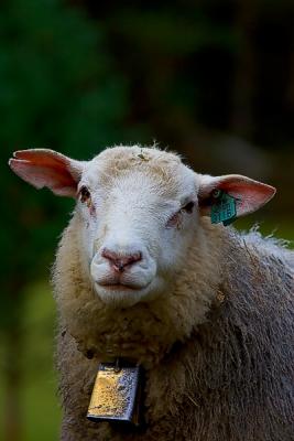 Sheep in Norway