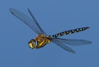 Dragonfly