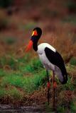 Saddlebilled stork,