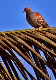 Speckled Pigeon