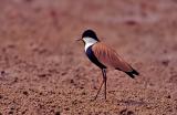 Spurwinged Plover