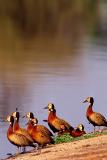 Whistling Duck