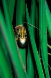 Painted Reed Frog, Hyperolius marmoratus