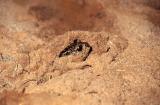 Common Spadefoot Toad, Garlic Toad, Pelobates fuscus