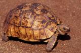 Leopard tortoise