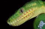 Emerald Tree Boa, Corallus caninus