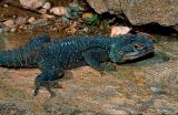 Starred Agama