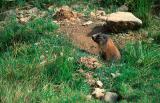 Marmot