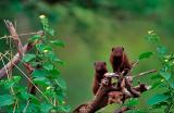 Dwarf mongoose, Helogale parvula