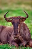 wildebeest