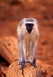 Vervet monkey, Black-faced vervet monkey, Cercopithecus (aethiops).