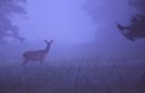 Red Deer in the fog