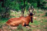 Red hartbeest, Alcelaphus buselaphus