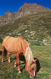 Horse in the Alps