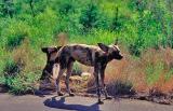 Wild dog