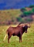 Black wildebeest, White-tailed gnu, Connochaetes gnou
